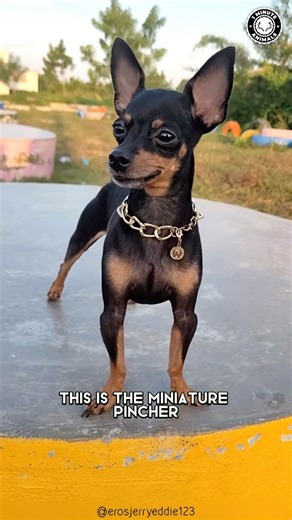 680K views · 10K reactions | Miniature Pinscher  King of the Small Dogs! #miniaturepinscher #minipinscher #minipin #pinscher #minipinschers #miniaturepinschersofinstagram #miniaturepinscherlove #minipinscherlove #miniaturepinscherpuppy #dogsofinstagram | 1 Minute Animals | Facebook