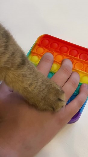 Cat and Pop-It Toy: Colorful Fun With Popping Sounds