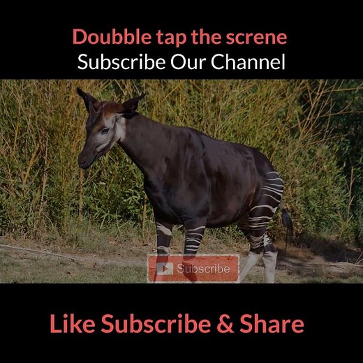 Congo Rainforest Wildlife Wonders 🌿🦋 | Discover Amazing Animals in the Heart of Africa | Short