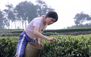 春游采茶记：清明节前农人忙，一叶一芽山茶香