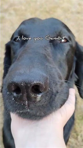 Thats my Gamby goo | Gambit