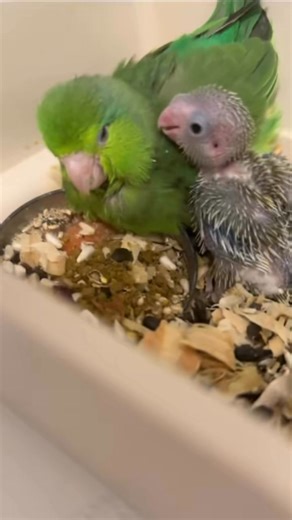 291K views · 6.6K reactions | Day 17 of tricking my bird into adopting a baby bird #petjourney #babybird #tinkkiwi | Tinkkiwi | Facebook