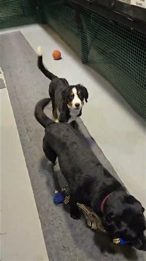My 2 dogs playing out in Corner Field Model Railroad Museum