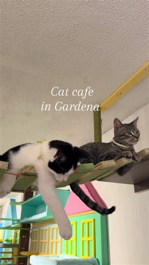 Discover Meows Rakuen Cat Cafe in Gardena, CA