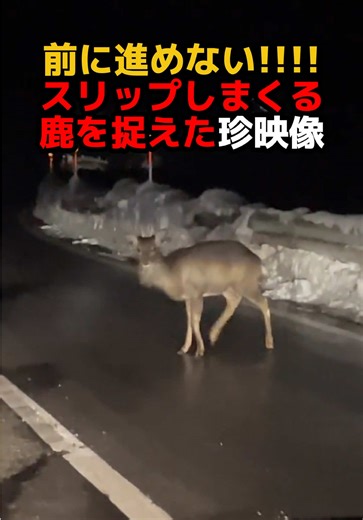スリップする鹿の面白映像