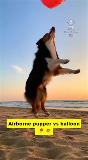 Dog pops a balloon