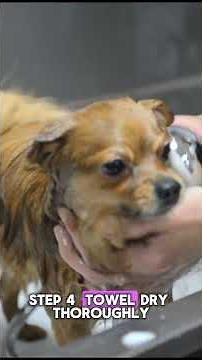 Dog Grooming at Home: Step-by-Step Guide to Stop Shedding & Tangles 🐶 #DogGrooming #petcare