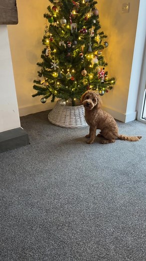 A short story… you put the Christmas tree up and your cockapoo gives you attitude when you tell them they can’t play with the baubles 😌 🎄#cockapoolove #cockapoooftiktok #cockapoodaily #fyp