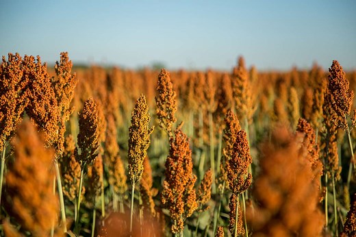 Grain Or Syrup—What Is Sorghum?