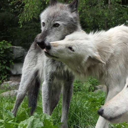 When wolves love someone, they show it. Be like wolves ❤️ | Wolf Conservation Center