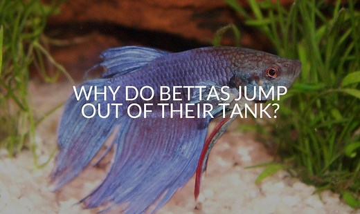 5 Reasons Your Betta Jump Outs Of Their Tank