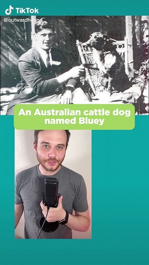 The Legend of Bluey: Oldest Dog in History