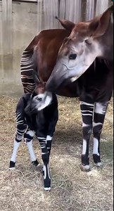 The 5-day-old baby okapi received its first neonatal exam and it was determined that the calf is a male. Send in your best name suggestions for this beautiful little one. ❤️ | Cincinnati Zoo & Botanical Garden
