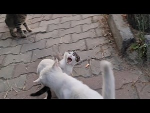 Angry White Cat slaps little kitten in front of it