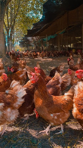 ¿Tus gallinas están llegando a las 50 semanas? 🐔🥚 ¡No dejes que tu rentabilidad caiga! 📉 Con nuestra Trilogía Perfecta, aseguras: ✅ Hígados sanos y protegidos con Hepatoquim. ✅ Menos estrés y más energía con Agrivit AA. ⚡ ✅ Cáscaras resistentes y mejor digestión con VITApro Recalcificante. 🦴 ¡Prolonga su vida productiva y maximiza tus ganancias! 💰✨ 📩 ¡Escríbenos al DM para más info y potencia tu granja hoy mismo! #Gallinas #Ponedoras #Aves #Avicultura #SaludAnimal | Agriquimvet