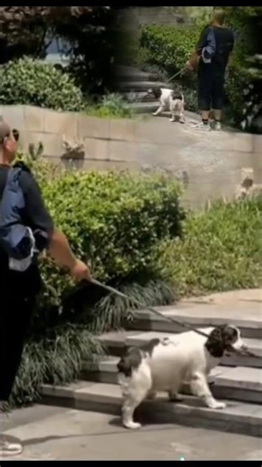 Dogs are kinder than people