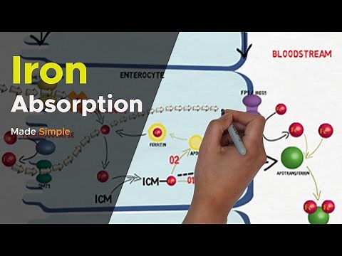 Iron absorption mechanism - mechanism of iron absorption