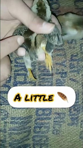 male and female chick 🐥 difference