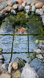 Like Share and Subscribe #paradiseparkaviary #aviarybirds #aviary #birds #finches #canaries #birdlovers #paradise #birdsparadise #reels #instareels #instagram #instagood #youtube #youtuber #fyp #fresno #559 #fish #pond #fishpond #koi #koipond #birdaviary #outdooraviary | paradiseparkaviary