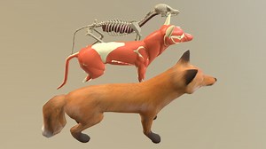 Fox Anatomy - Download Free 3D model by npbehunin