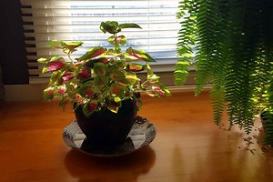 Coleus Plant Indoor Care guide