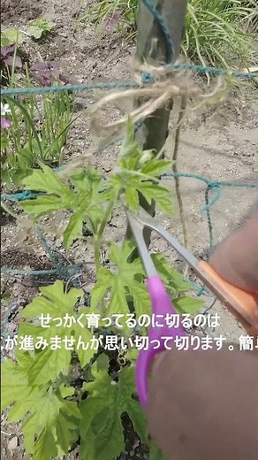 Doing this will drastically increase your bitter melon harvest. Pinching method #homegardening #b...