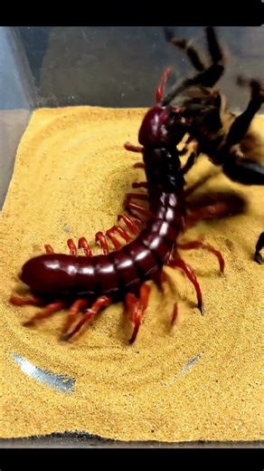 Stag Beetle ATTACKS Assassin Bug! 😱🪲⚡ #shorts