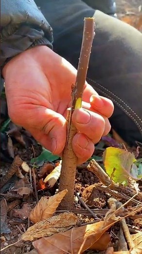 Best method and unique ideas for the grafting of fruit trees #grafting #plants #garden #tree​