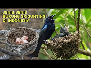 TYPES OF PARAGON BIRDS IN INDONESIA, THERE ARE 11 SPECIES - #learn_the_world_of_birds