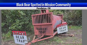 Bear sighting in Pendleton prompts bear trap deployment