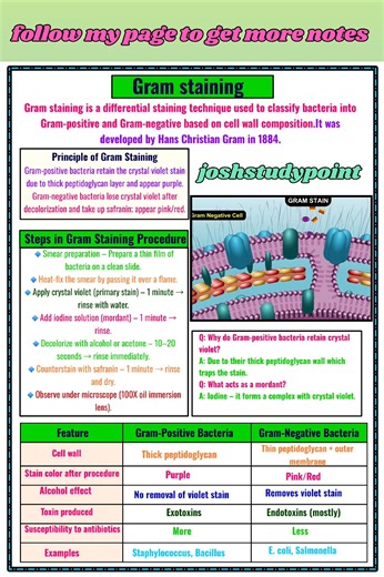 Discover how Gram Staining helps identify bacteria as Gram-positive or Gram-negative — the first step in microbiology magic! #GramStaining #MicrobiologyNotes #BacteriaStudy #ScienceReel #BiologyStudents #MicrobiologyLab #fblifestyle | Josh Study point