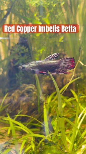 Red Copper Imbelis Betta Fish!#aquarium #fishtank #bettafish #siamesefightingfish #redbettafish