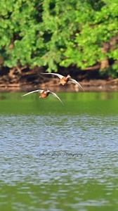 Mallards landing | Srikanth Boga Photography