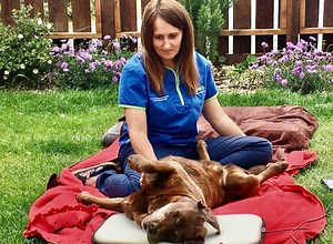The role of the RVN in management of the senior pet