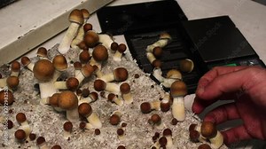 Man picking magic mushrooms from a psilocybe cubensis grow kit and weighing them on scale