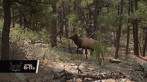 3.7K views | Watch the best elk hunting action during Waypoint TV's...