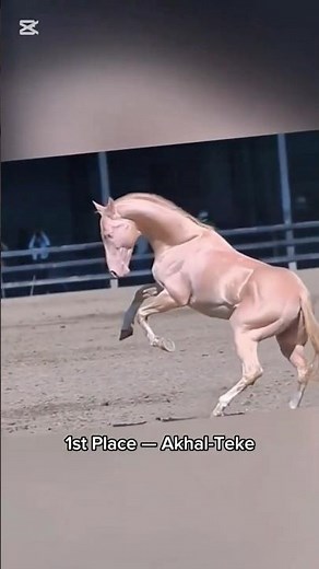 Akhal-Teke Horse – The Golden Horse of the Desert