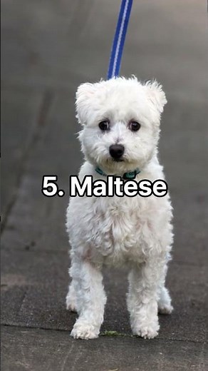 Top 10 Smallest Dog Breeds in the World