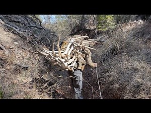 Elk Shed Hunting Utah! (15 Elk Sheds In One Day)