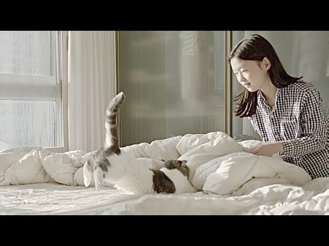 Living with Cat vlog Short Legged Munchkin Cat needs more than just a Cat Toy