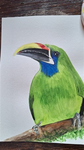 Removing the masking fluid of my Northern Emerald Toucanet ! What colour should I use for the background ? 🥰 I use masking fluid to prevent color in certain areas, do you use it too? This month I will be participating in the #birbfest challenge by @birbfest.challenge and @monkeymintaka , how about you? 🥰 #birbfest2026 #emeraldtoucanet #toucan #birdwatercolor I am using @archespapers and a mix of watercolours including @vangoghcolours @royaltalens @winsorandnewton @kuretakezig_france and @schmi