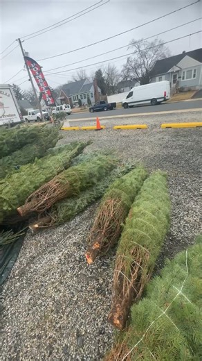 Tony Morelli's Market on Reels