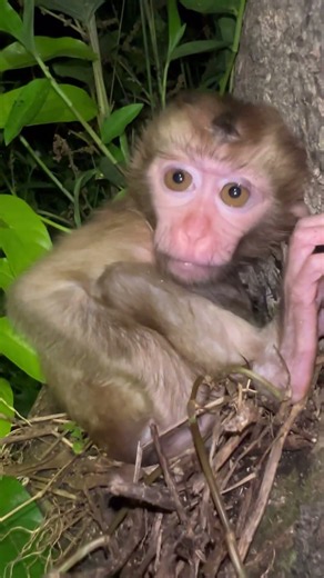 The little monkey sat on the tree stump in the darkness, looking so pathetic.😌😌