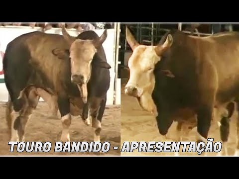 Esnar Ribeiro ● Apresenta o Touro Bandido