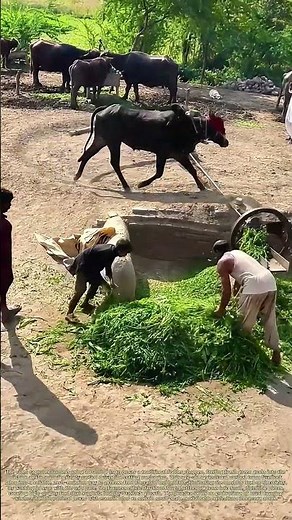 Harnessing Ox Power: How Livestock Drives Traditional Fodder Chopping