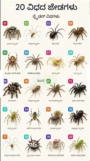 Living world 1 20 types of spider