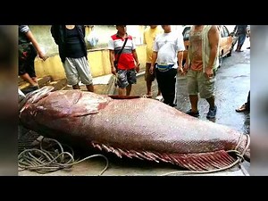 7 STRIKE IKAN TERBESAR Di Dunia Paling Dicari Pemancing