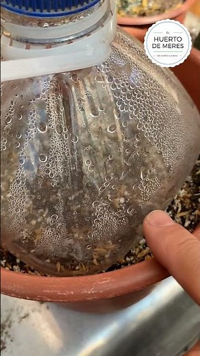 El re-uso de una botella plástica como invernadero #ElHuertodeMeres #HuertoEnCasa