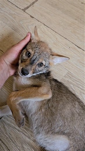 Jackdog puppy, hybrid jackal and dog (25.07.2025, archive video) #jackdog #jackal