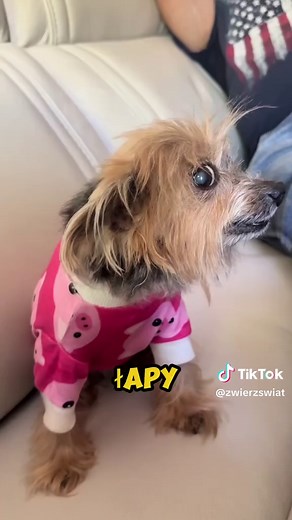 Te Psy Nie Cierpią Kąpieli🛁🐶 #animals #zwierzęta #psy #śmieszne